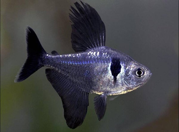 Black Phantom Tetra Medium