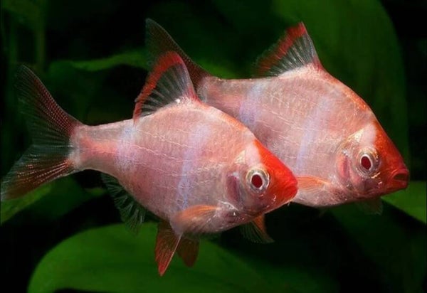 Albino Tiger Barbs Small