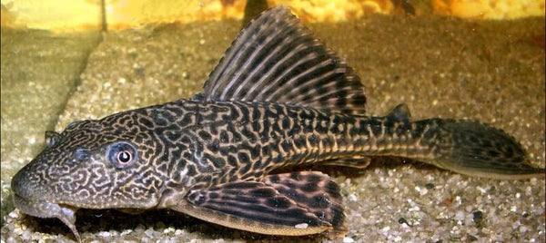 Common Pleco 15-20cm
