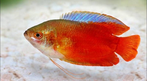 Dwarf Blood Red Gourami Male Small