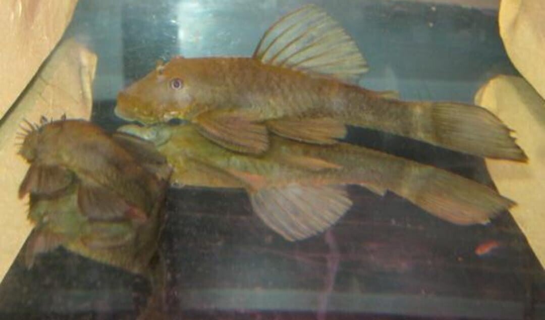 Common Shortfin Ancistrus Adult Pair (1M+1F)