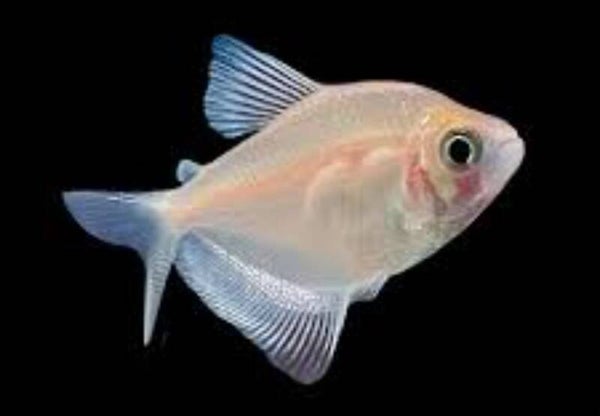 White Widow Tetra Large