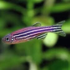 Zebra Danio Medium x5