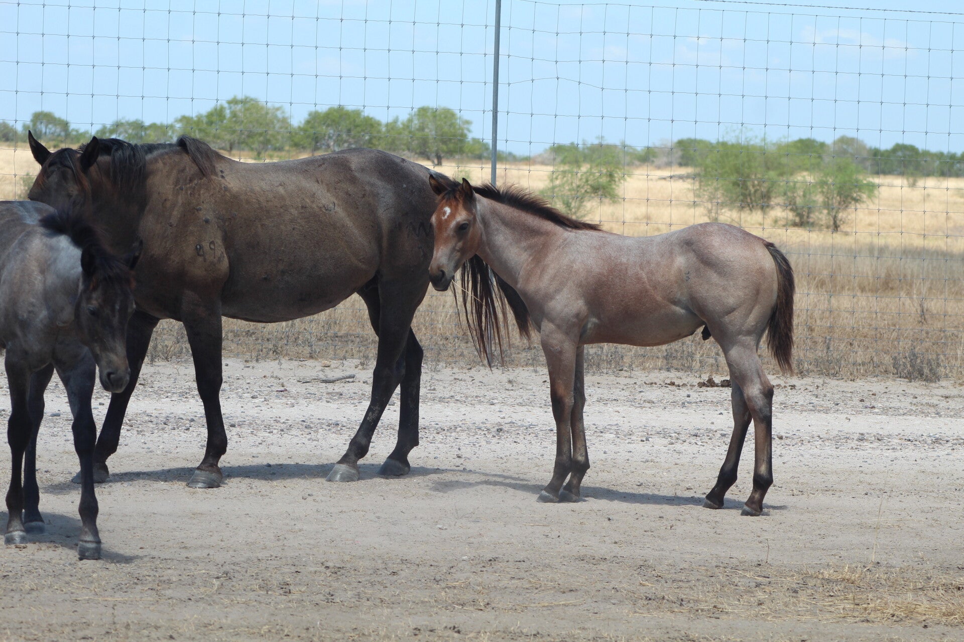 2550 MMB Roan Quixote
