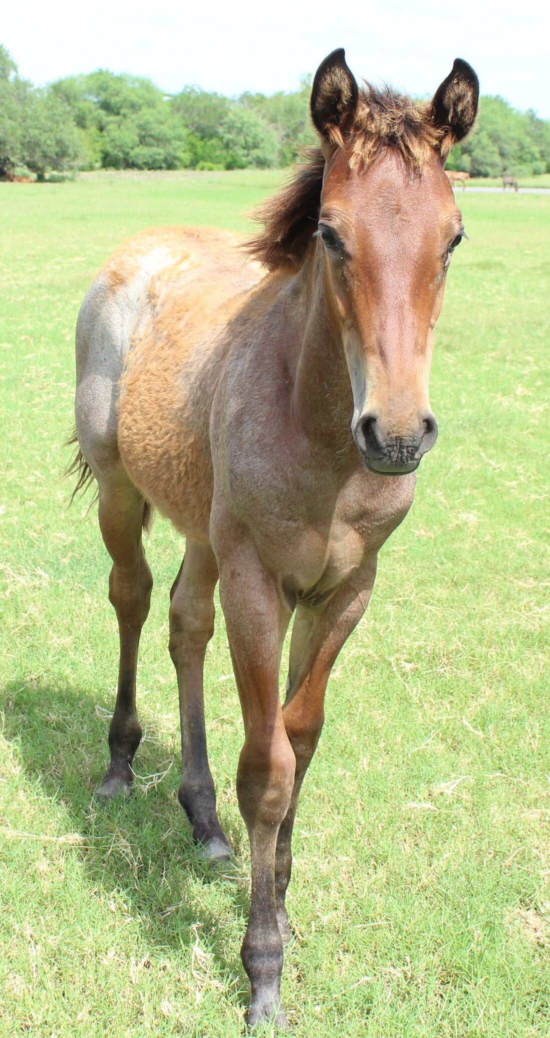 262172_0384-standard.jpg