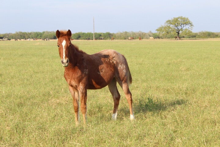 2455 - MMB Baby Baker 24