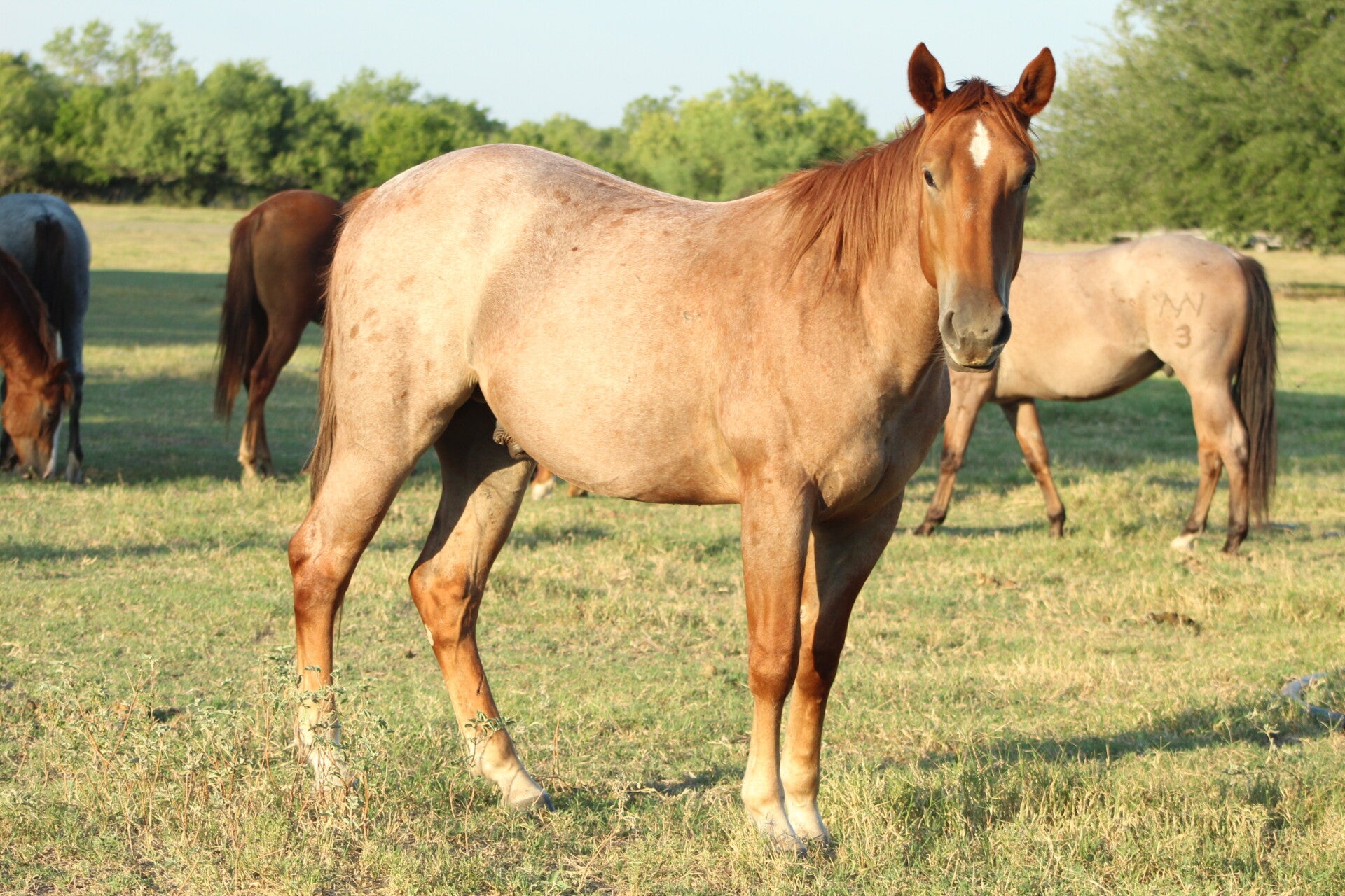 2355 - MMB Heros Red Roan
