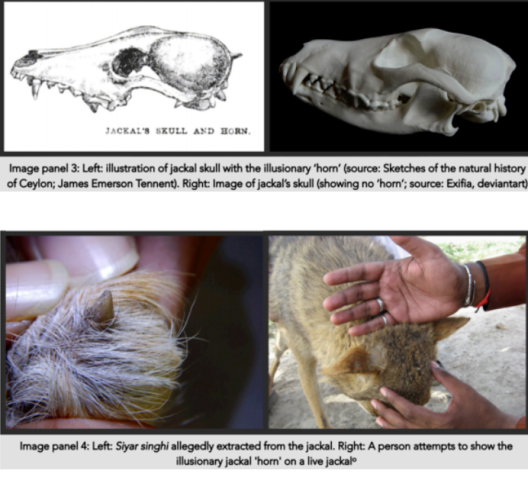 horned golden jackal skull