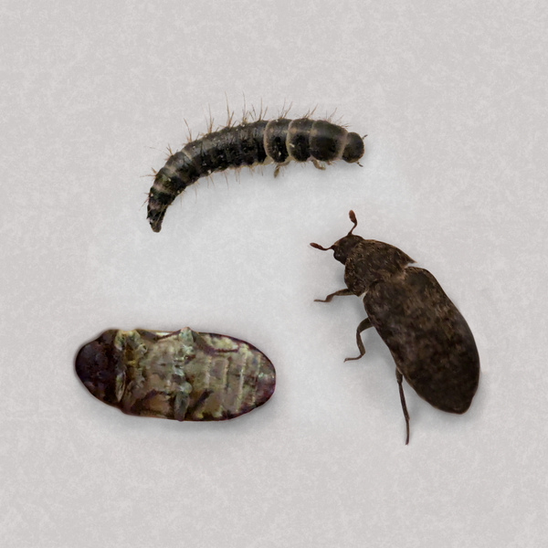 Dermestes aurichalceus