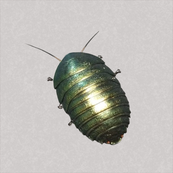Emerald cockroach (Pseudoglomeris magnifica)