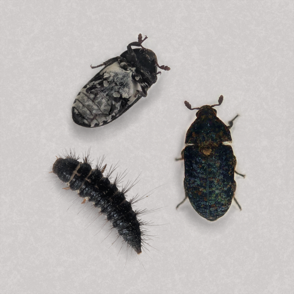 Dermestes talpinus