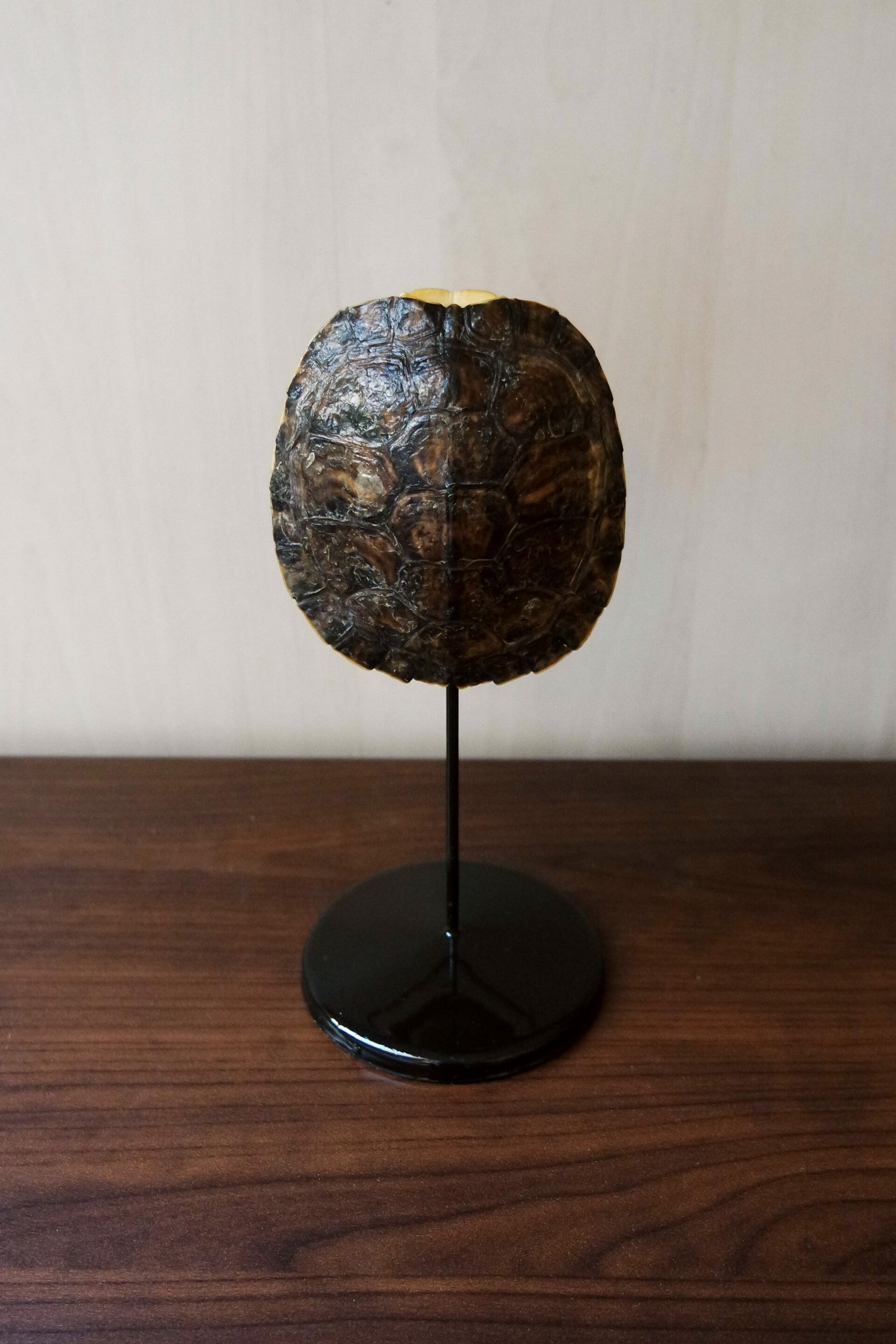 Schildpad