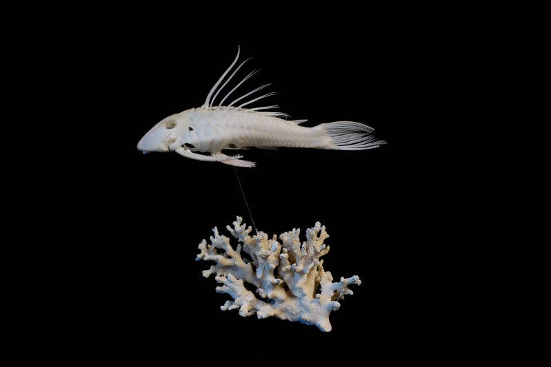 Plecostomus (Loricariidae) skeleton