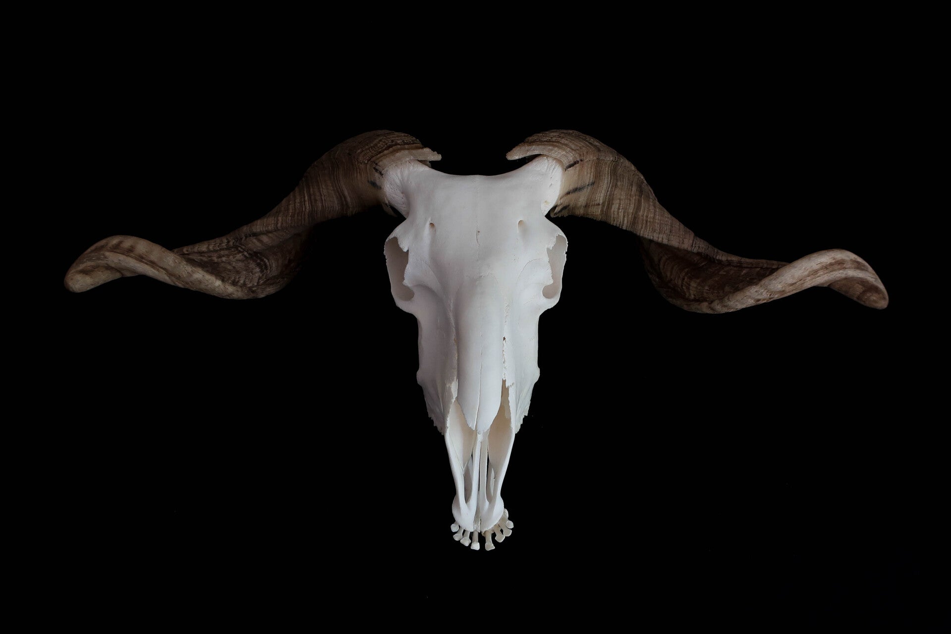 Schaap