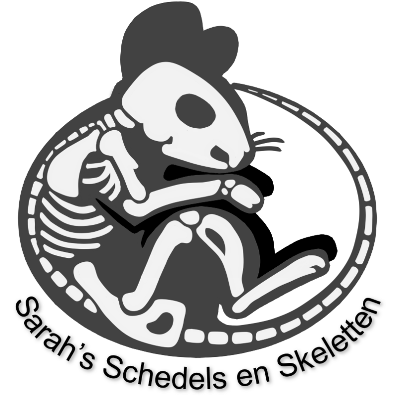 Sarah's Schedels en Skeletten / Sarah's Skulls and Skeletons