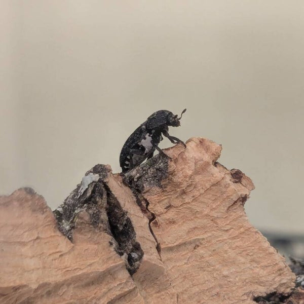 Dermestes sardous