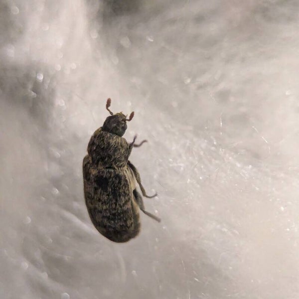 Dermestes aurichalceus