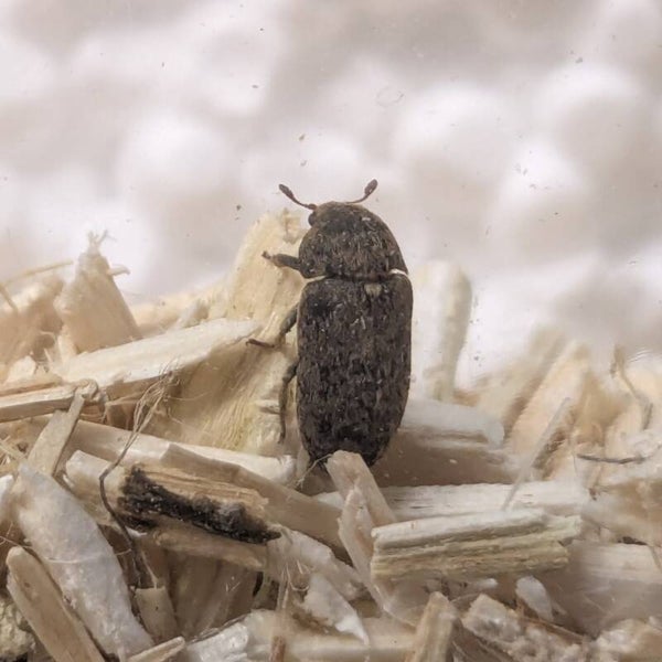 Dermestes mustelinus