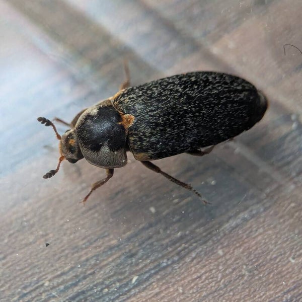 Dermestes maculatus var. rufus