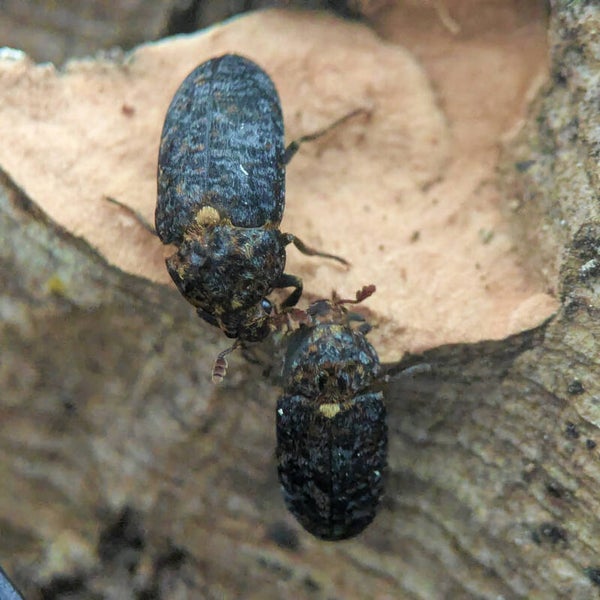 Dermestes talpinus