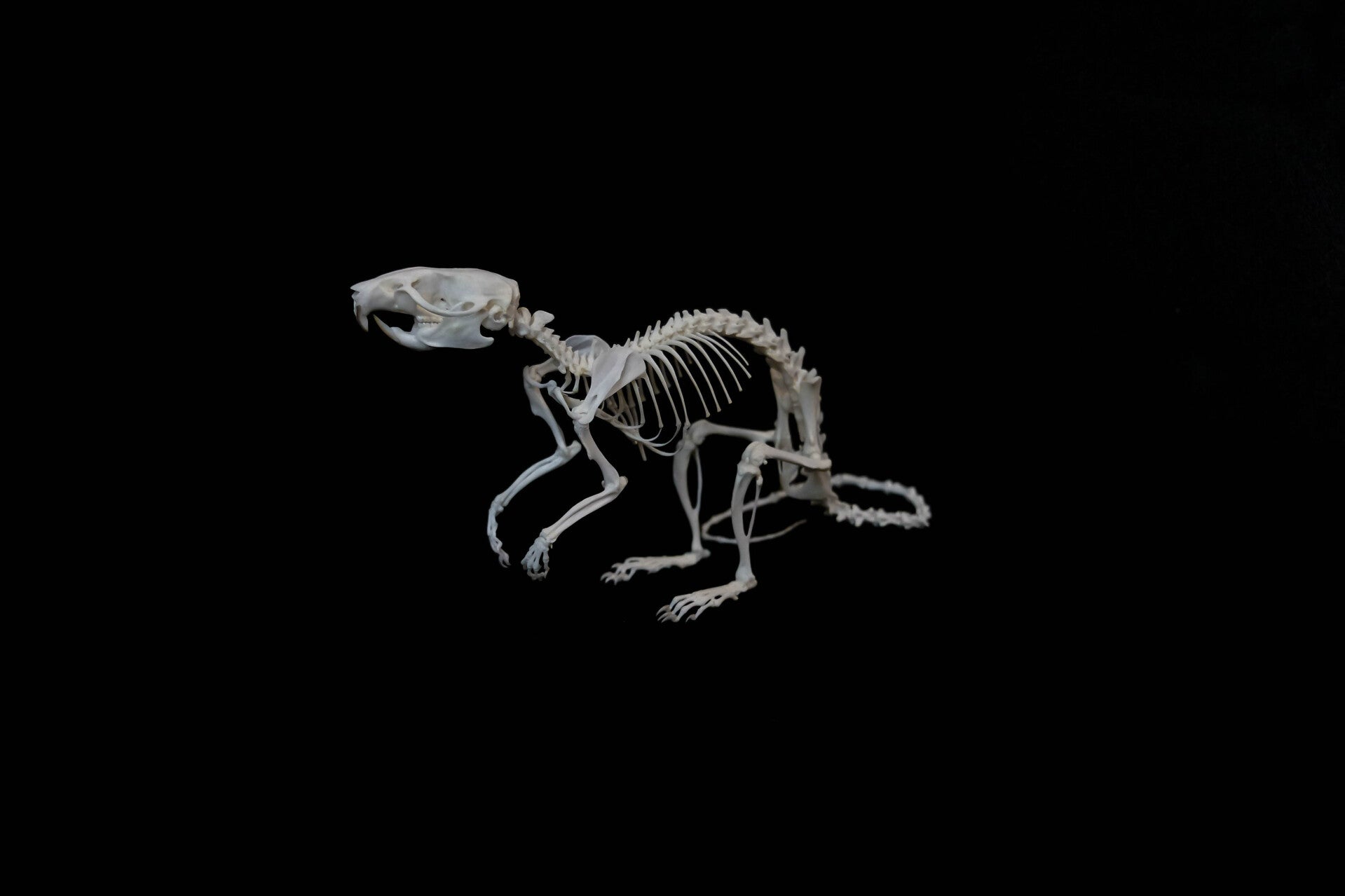 Rat