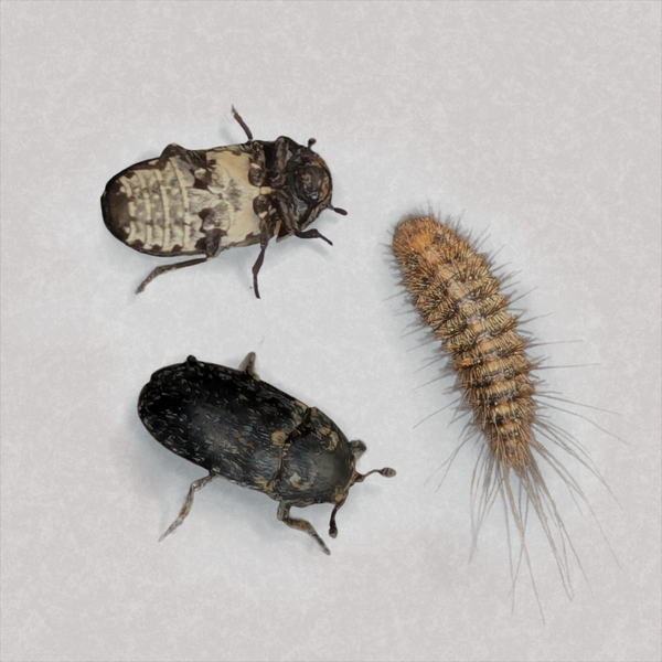 Dermestes sardous