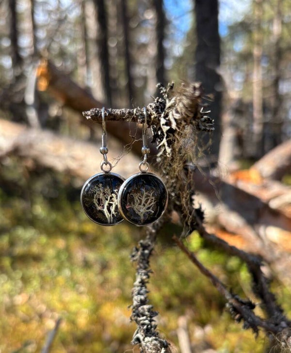 Palleroporonjäkälä L musta korvakoru