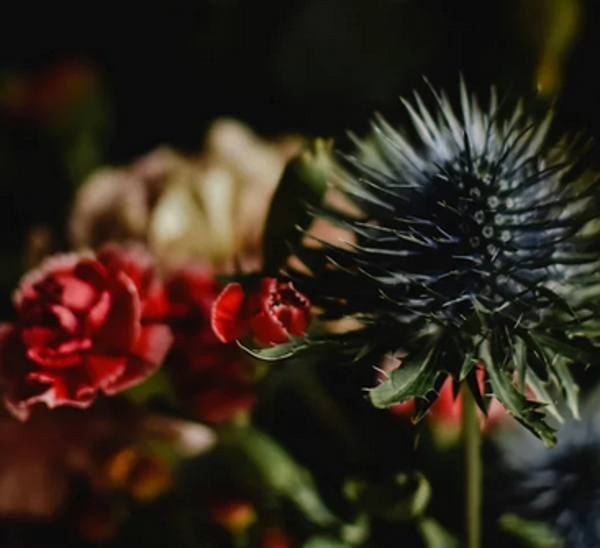 18 oktober '26 • 10u • Shakespeare tussen roos en distel