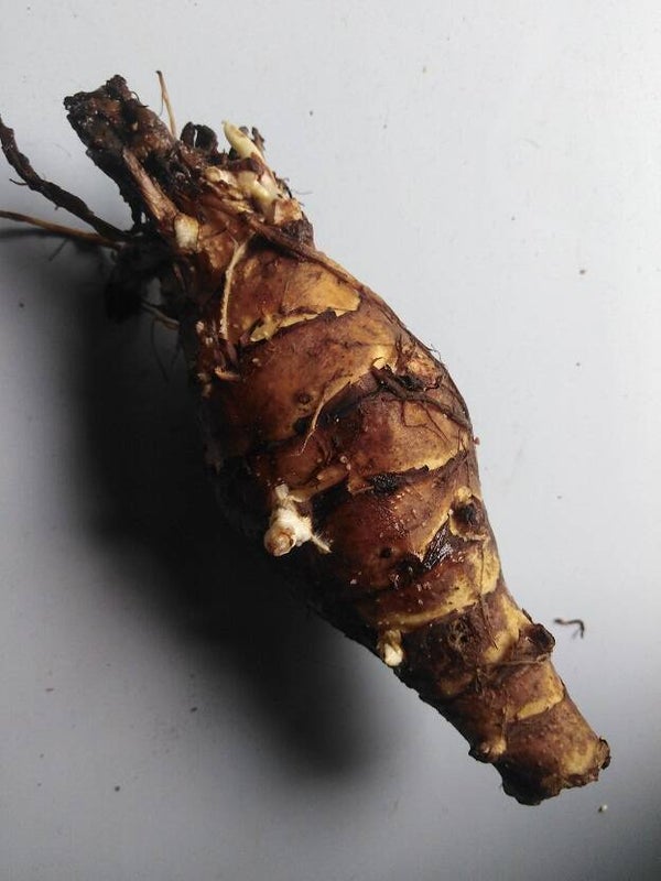 Topinambur Knolle 1kg