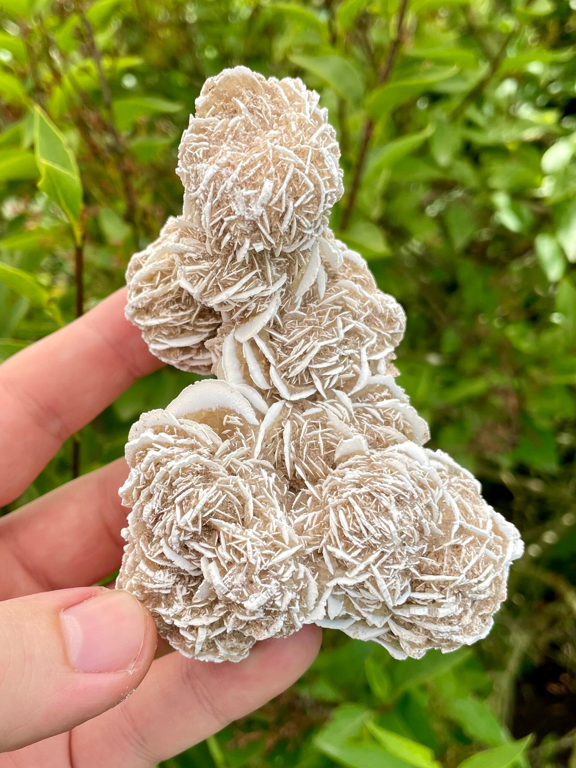 Sandrose / Wüstenrose aus Mexiko