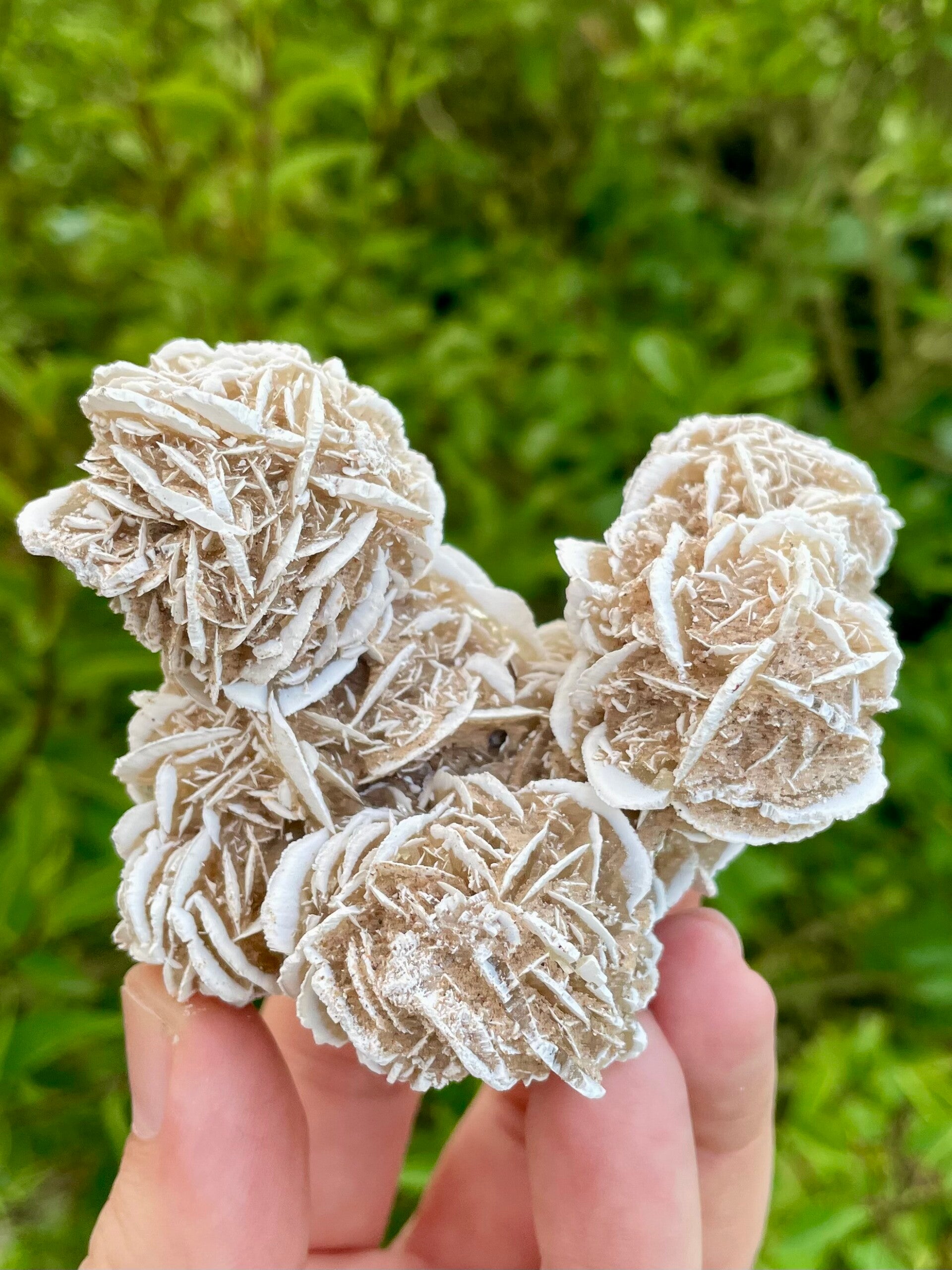 Sandrose / Wüstenrose aus Mexiko