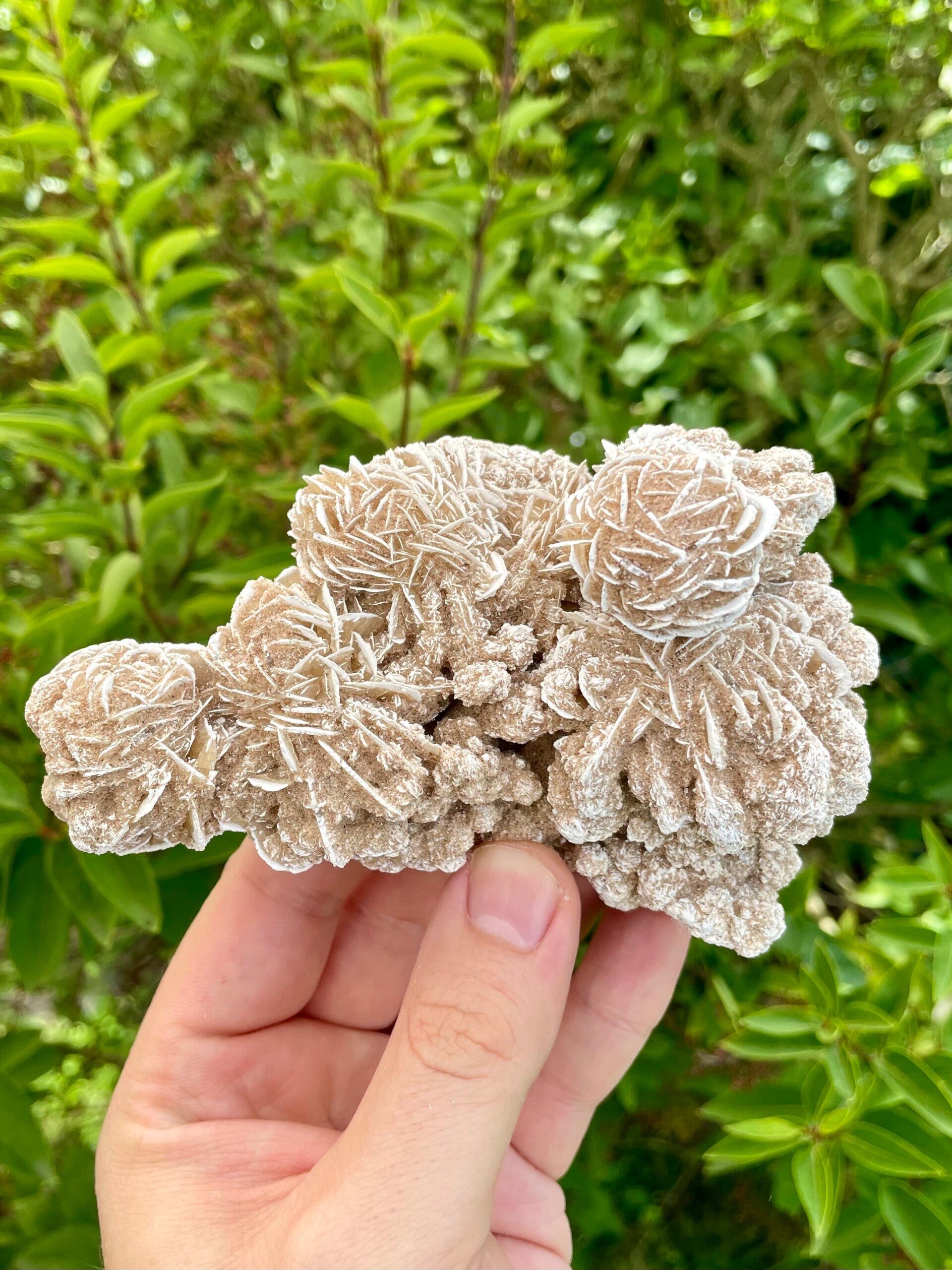 Sandrose / Wüstenrose aus Mexiko