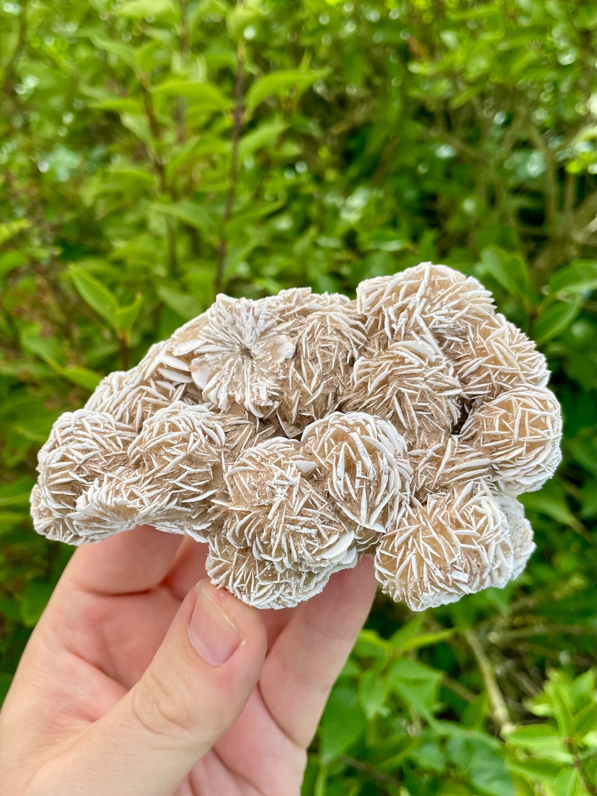 Sandrose / Wüstenrose aus Mexiko