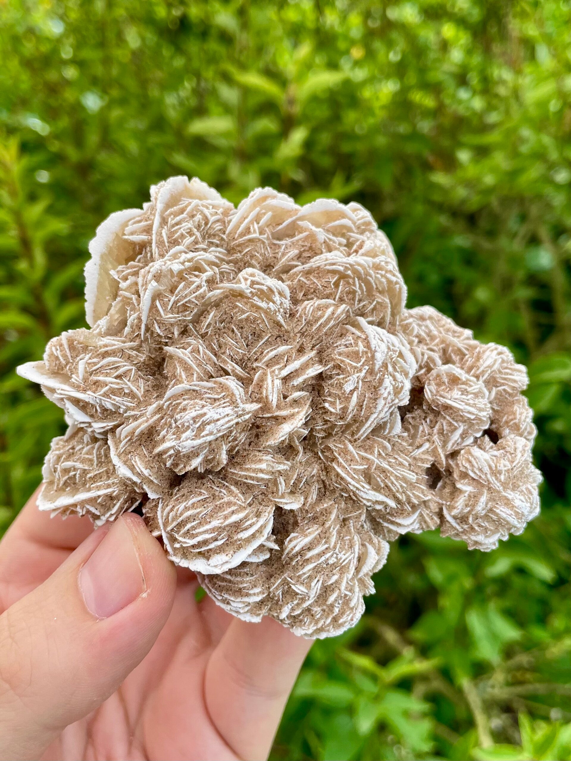 Sandrose / Wüstenrose aus Mexiko