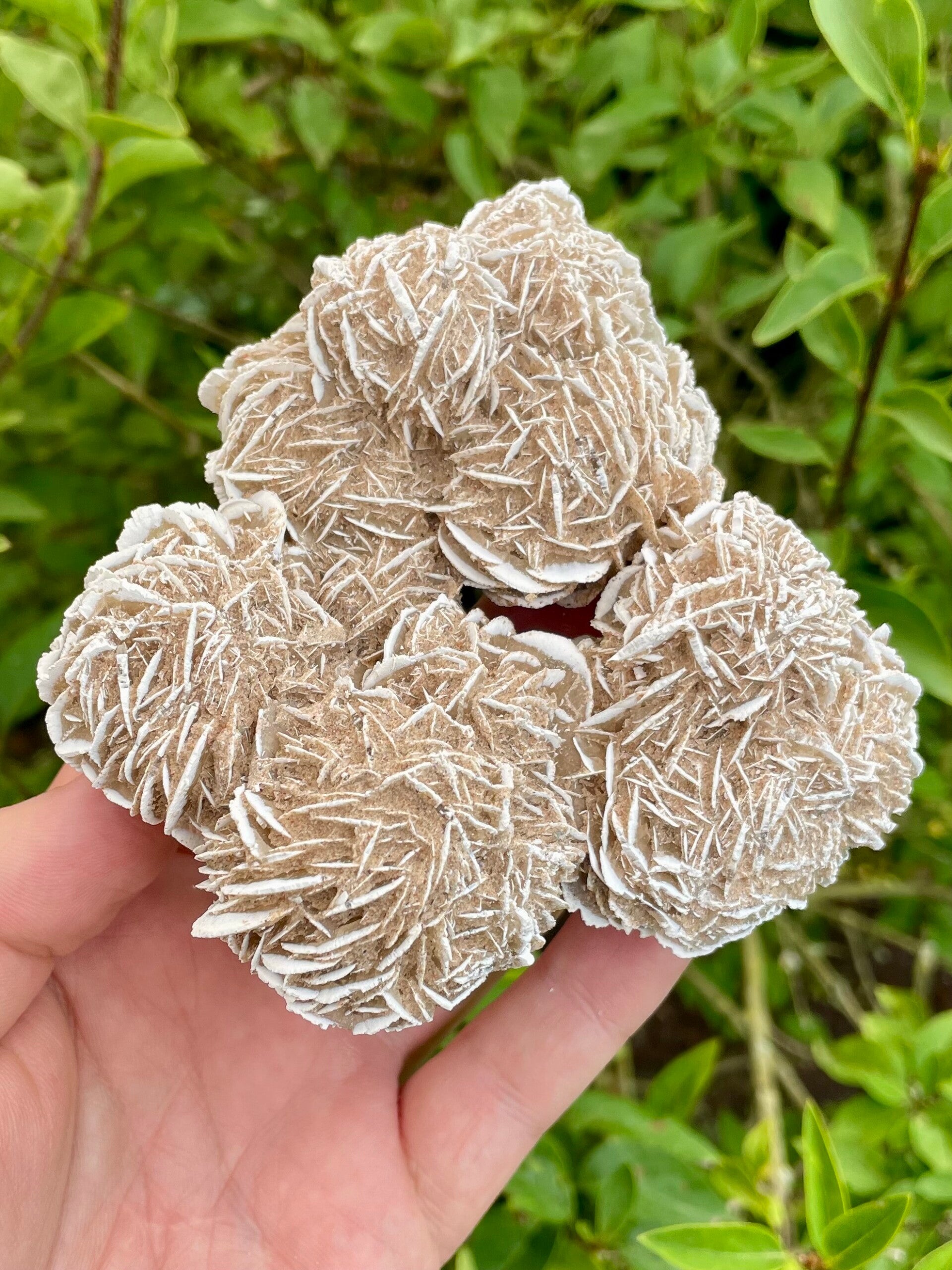 Sandrose / Wüstenrose aus Mexiko