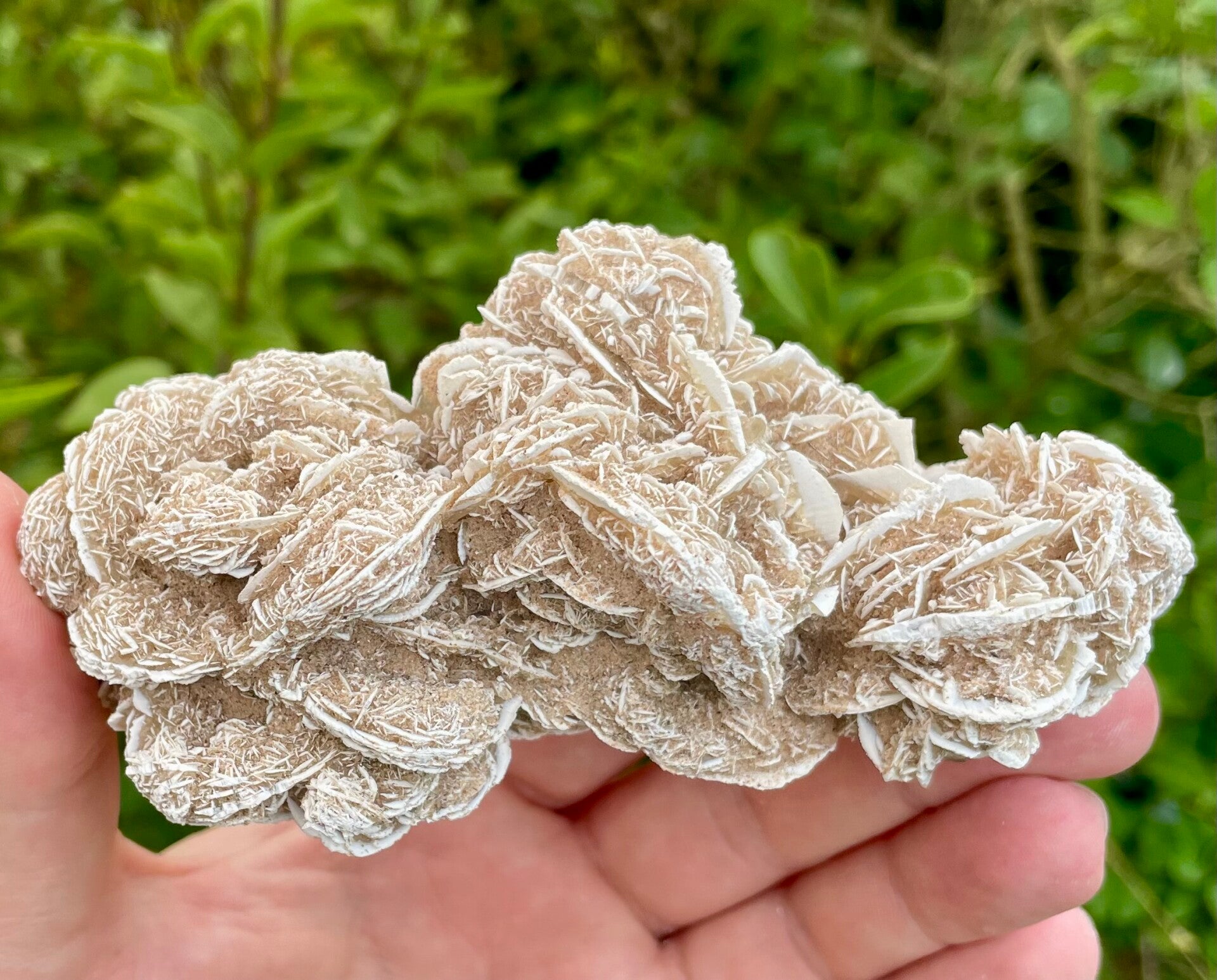 Sandrose / Wüstenrose aus Mexiko