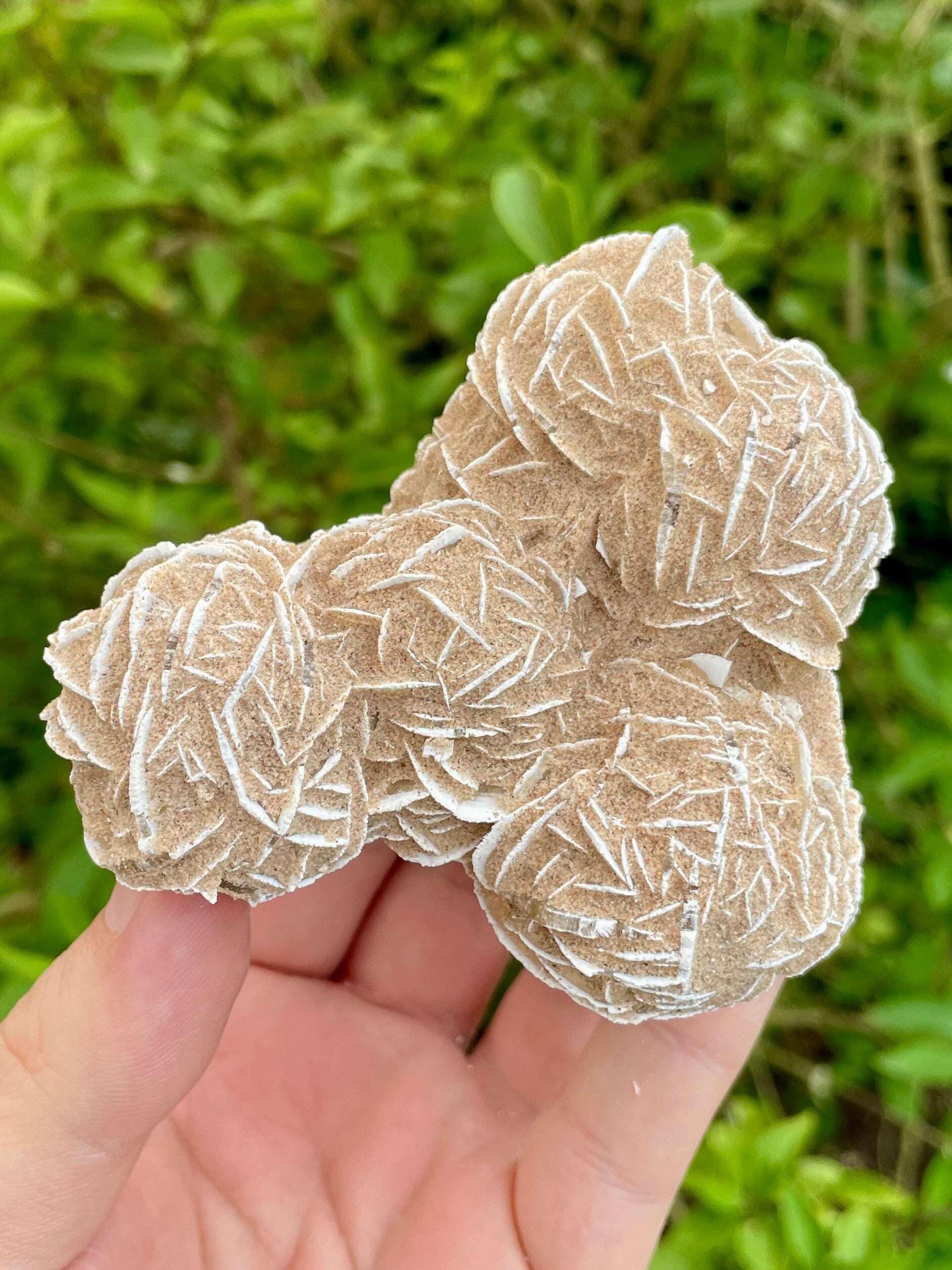 Sandrose / Wüstenrose aus Mexiko