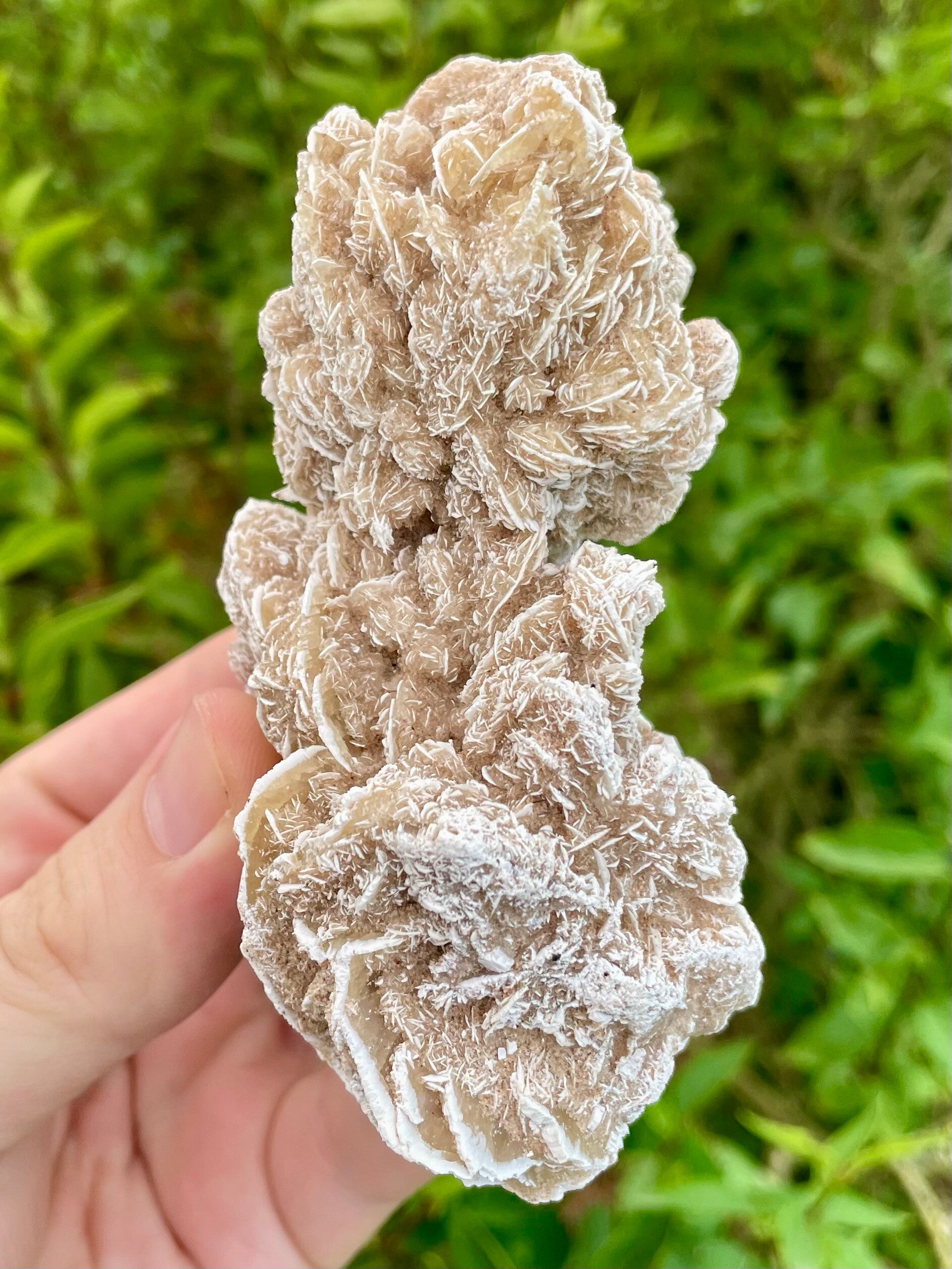Sandrose / Wüstenrose aus Mexiko