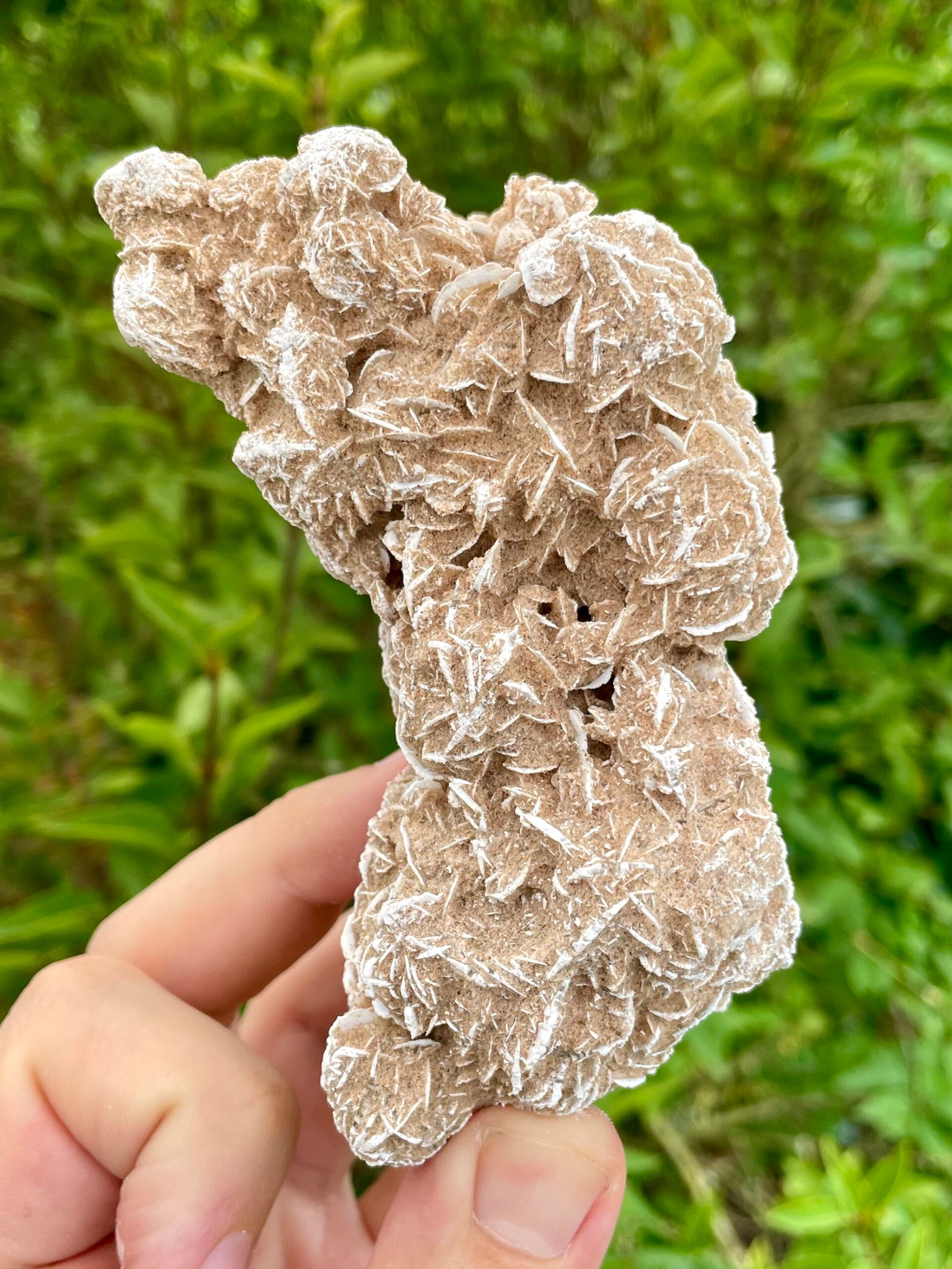 Sandrose / Wüstenrose aus Mexiko