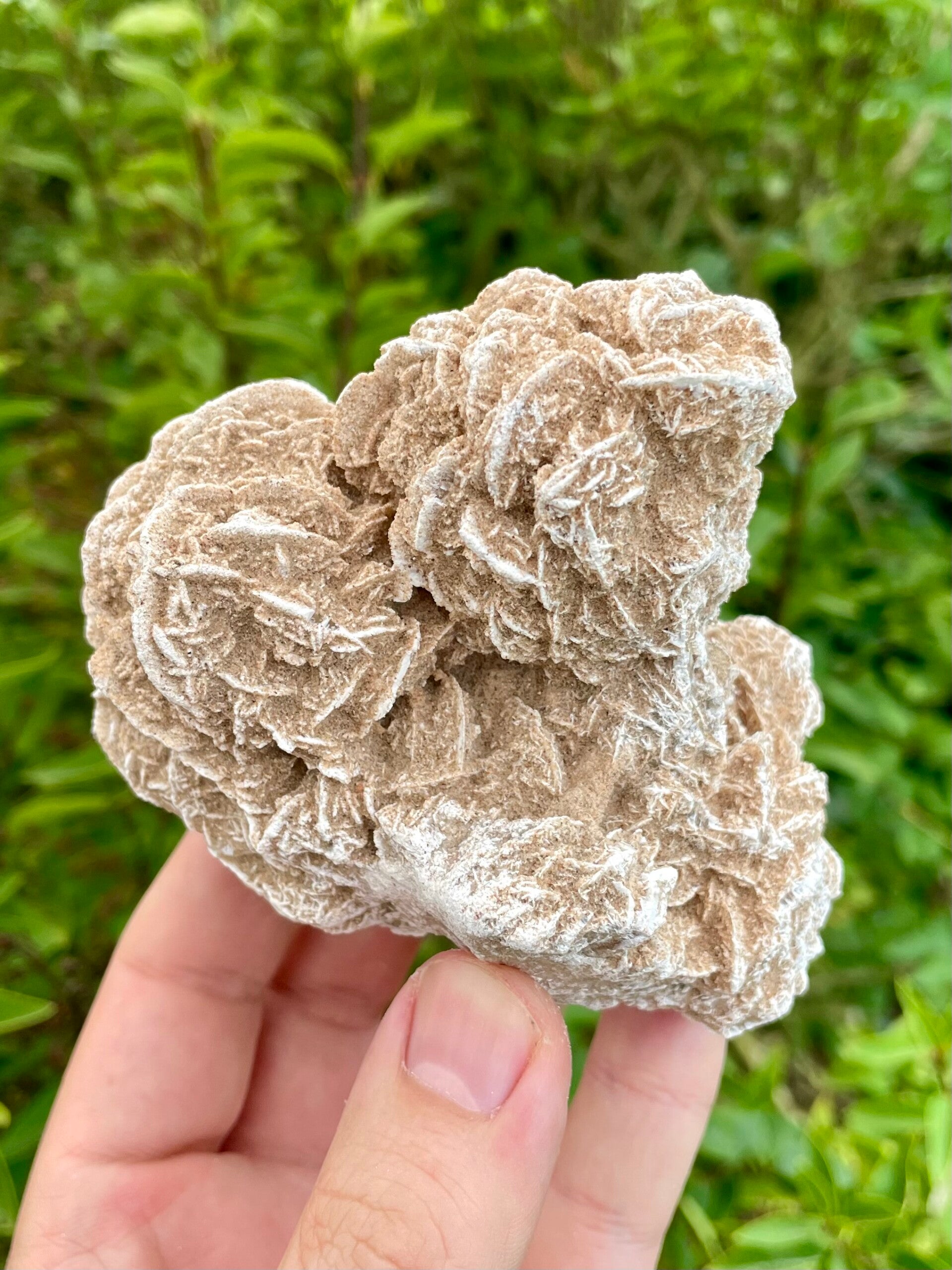 Sandrose / Wüstenrose aus Mexiko