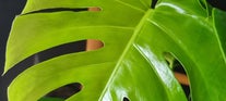 Begonia soorten