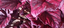 Begonia soorten