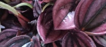 Begonia soorten