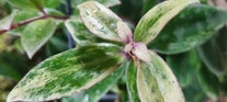 Begonia soorten