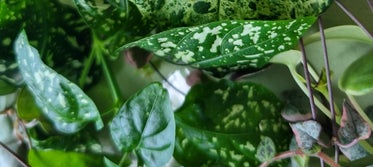 Begonia soorten
