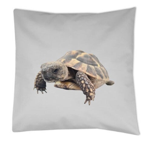 Schildkröte