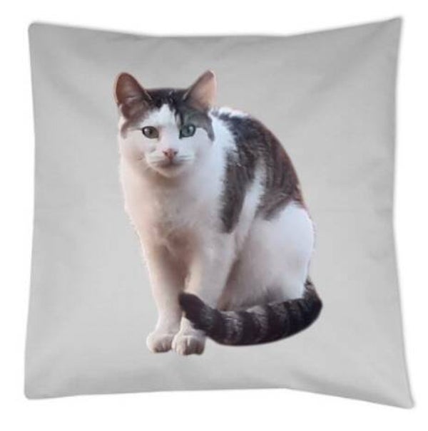 Katze