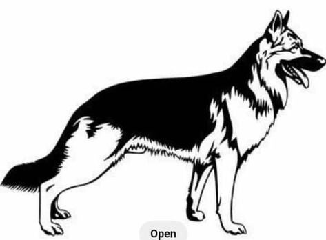 VINYL BILDE schæfer