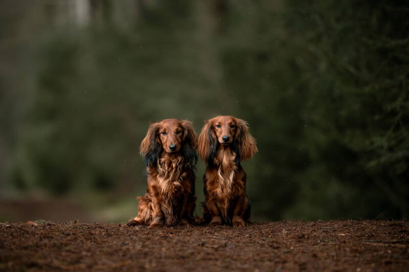teckels-3390_edited-standard-a5ok6t.jpg