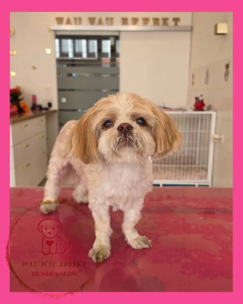 Gizmo